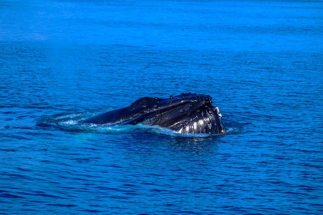 Der Blauwal. Größtes Tier der Welt.