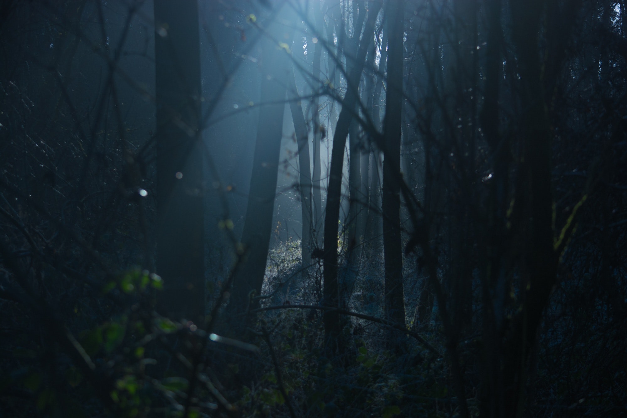 Ein dunkler Wald bietet immer ein ordentliches Szenario für einen Horrorfilm.